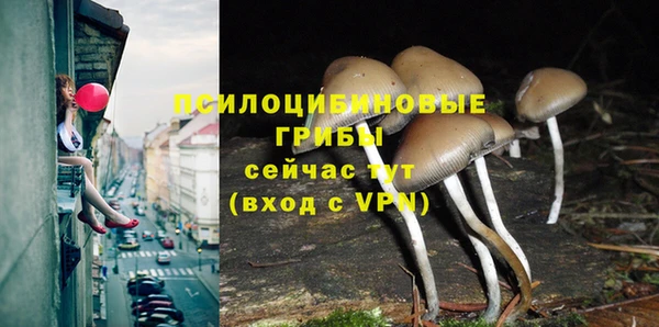 прущие грибы Арсеньев